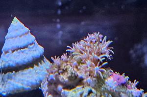 Green Star Polyp