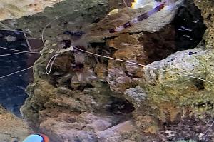 coral banded shrimp Thumbnail