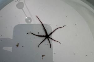 Brittle Sea Star Thumbnail