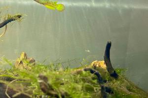 Golden Dream Panchax Killifish Thumbnail