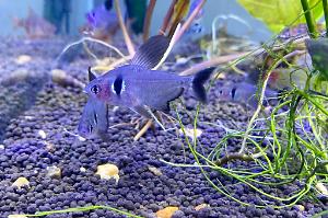 Black Phantom Tetra Thumbnail