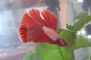 Betta Thumbnail