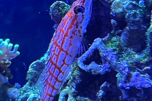 Longnose Hawkfish Thumbnail