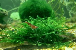 Red Cherry Shrimp Thumbnail