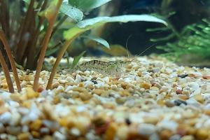 Tiger Shrimp Thumbnail