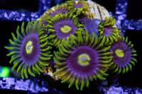 13 Alien Eye Zoa Thumbnail