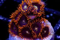 24 Rainbow Hornet Zoa Thumbnail