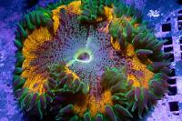 Rock Flower Anemone Thumbnail