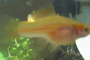 Swordtail Thumbnail