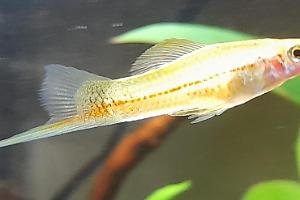 Swordtail Thumbnail