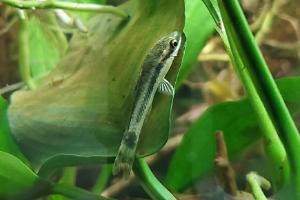 Otocinclus Catfish