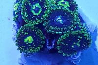 Exosphere zoas - nice Thumbnail