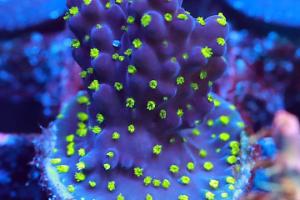 Bonsai Acropora Thumbnail