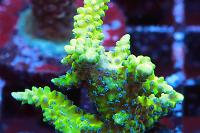 RT 66 Queensland Sizzler - nice - coloring back up - blue polyps Thumbnail