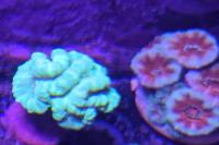 Red/blue acan - ok Thumbnail