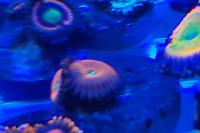 Red people eater zoa Thumbnail