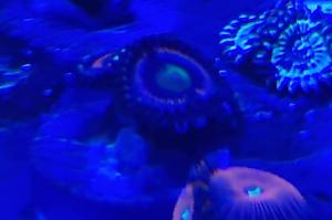 everlasting Gobstoppers zoa Thumbnail