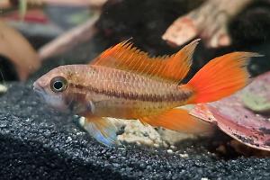 Cockatoo Cichlid Thumbnail