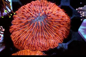 Short Tentacle Plate Coral Thumbnail