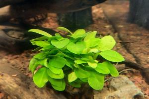 Anubias Barteri gold coin Thumbnail