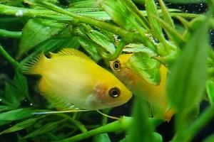 Honey Gourami Thumbnail