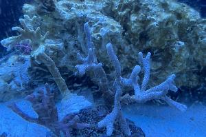 Montipora Digitata Thumbnail