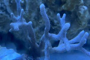 Montipora Digitata  Thumbnail