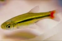 Brilliant Rasbora Thumbnail