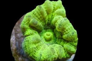 Kryptonite Candy Cane Coral Thumbnail