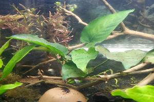 Anubias Barteri v.Nana Thumbnail