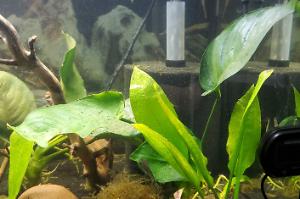 Anubias Barteri v.Nana Thumbnail