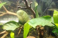 Anubias Barteri v.Nana Thumbnail