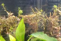 Rotala rotundifolia 