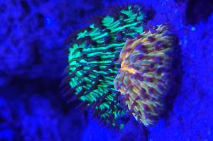 Short Tentacle Plate Coral Thumbnail