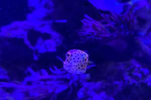 Cubicus Boxfish Thumbnail