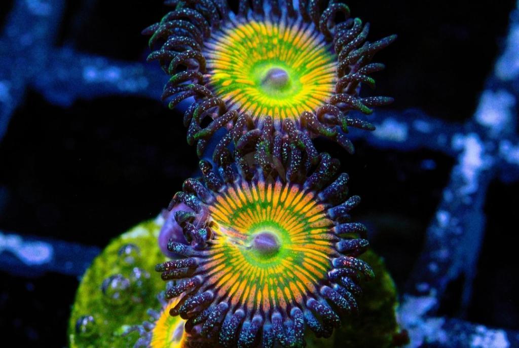 Sunny D Zoa