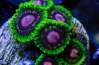 Scarlett Fever Zoa Thumbnail