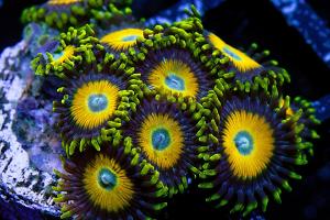 Scrambled Eggs Zoa