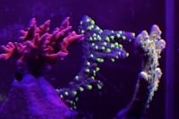 TNT Anacropora Thumbnail