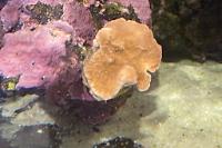 Scrolling montipora Thumbnail