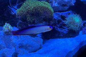 Purple Firefish Thumbnail