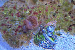 Big Polyp Blastomussa Coral Thumbnail