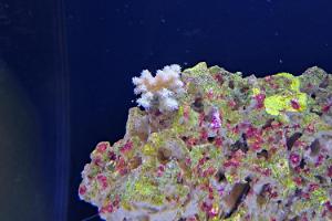 Pocillopora Thumbnail