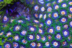 Daisy Cutter Zoa Thumbnail