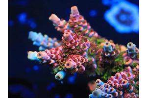 Fruity Pebbles Acropora Thumbnail