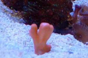 Montipora setosa Thumbnail