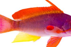 Lyretail Anthias Thumbnail