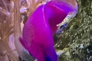 Orchid Dottyback Thumbnail