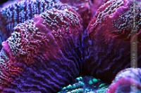 Brain Coral Trachyphyllia Thumbnail