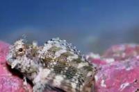 Lawnmower Blenny Thumbnail